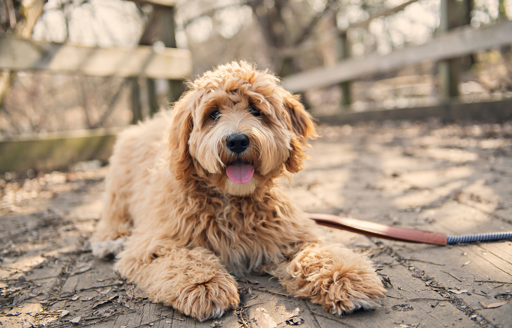 Sammie de labradoodle