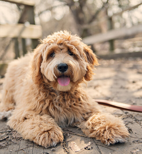 Sammie de labradoodle