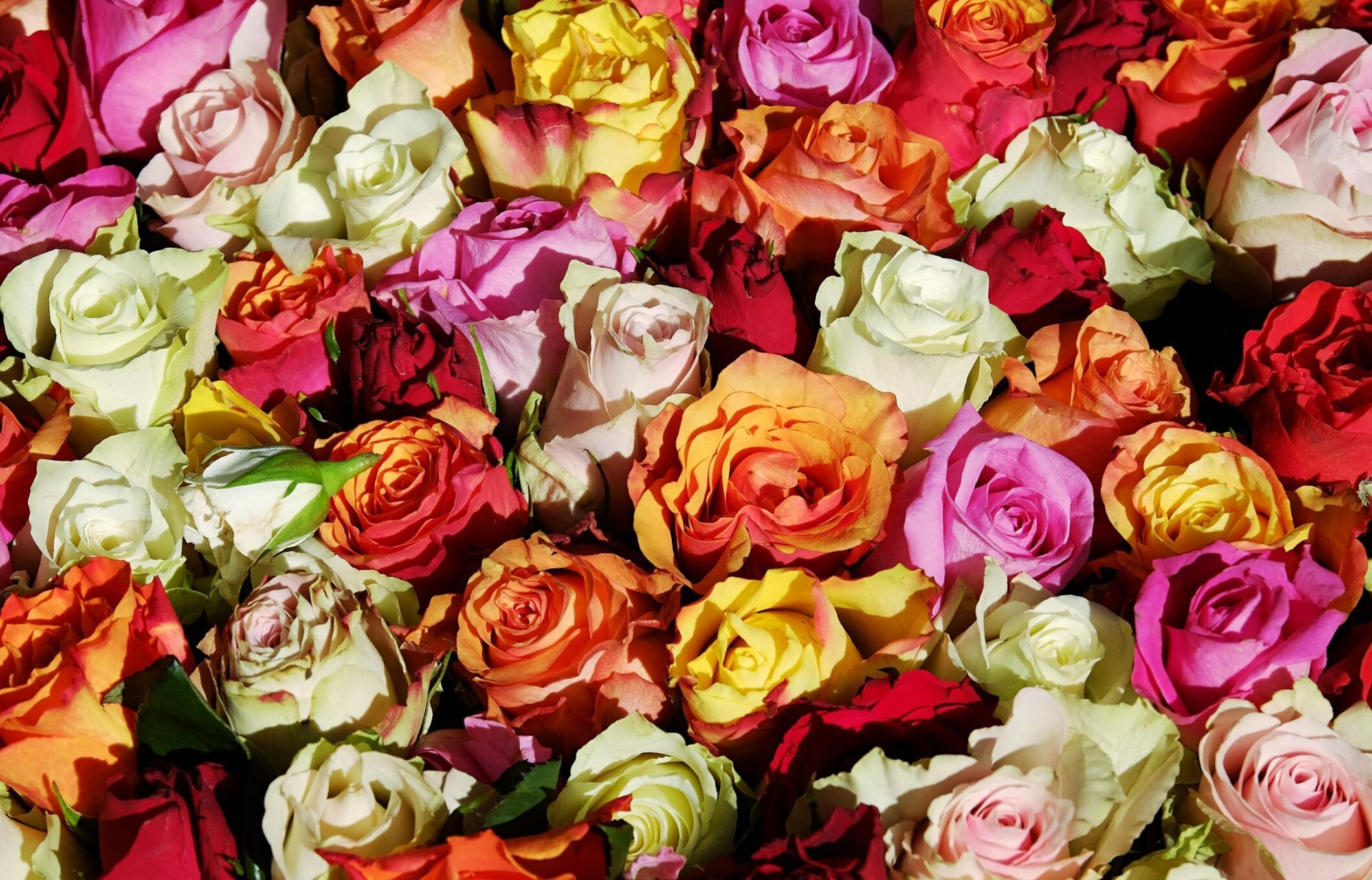 Couleur roses 3256796 1920
