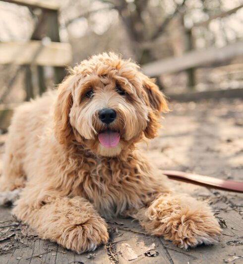 Sammie de labradoodle