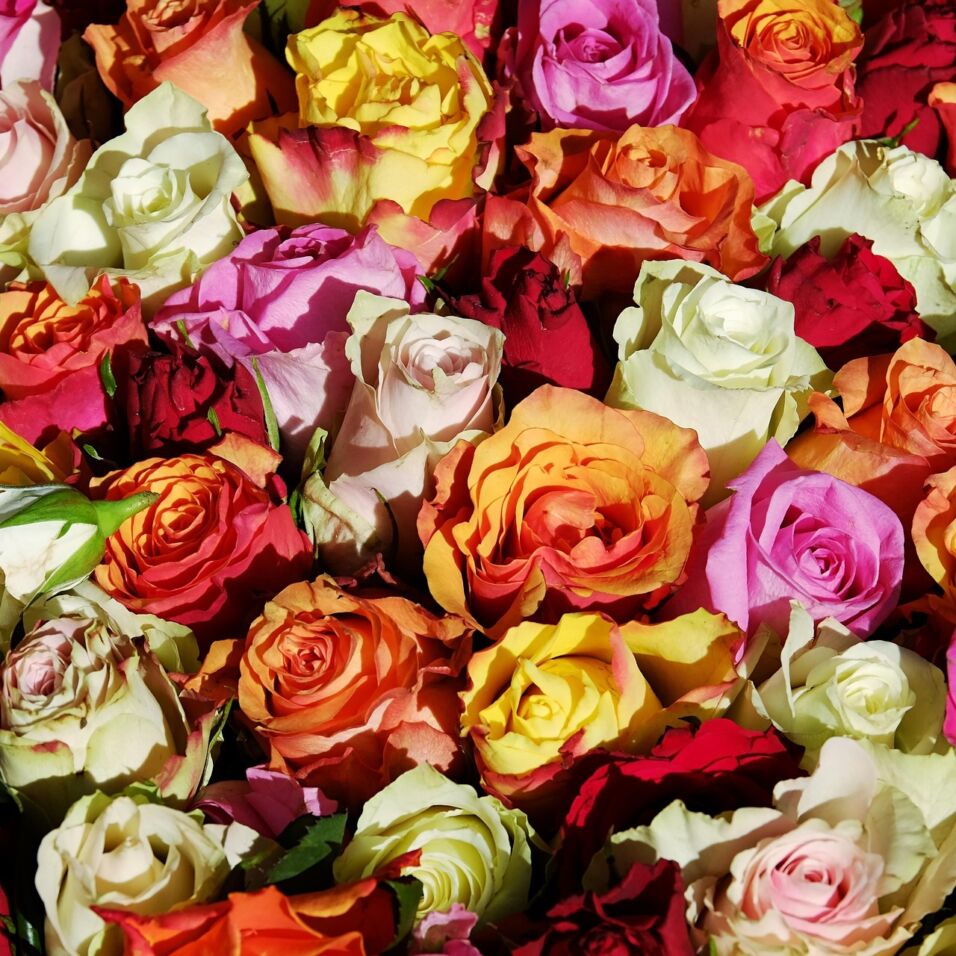 Couleur roses 3256796 1920